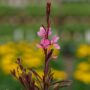 Gaura – Bantam Pink – 4.5″ Pot
